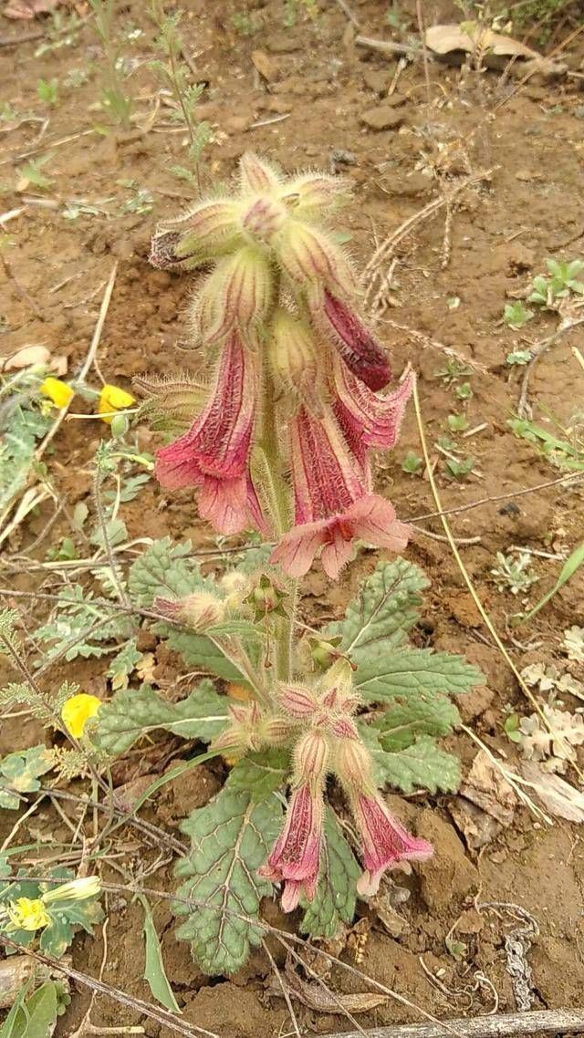 清明去乡间,遍地都是野菜和野生中草药