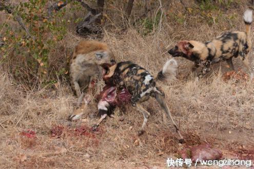 饥饿的鬣狗在和野狗大战一场,咬死野狗,心情大好正在享用美食的时候