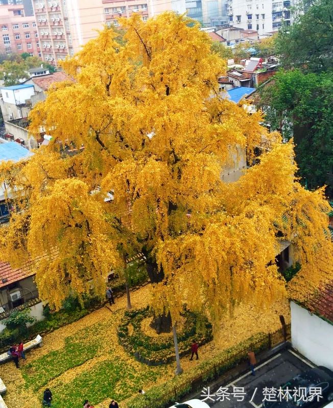 武汉南宋"汉阳树"历经战火无恙 或可再活500年