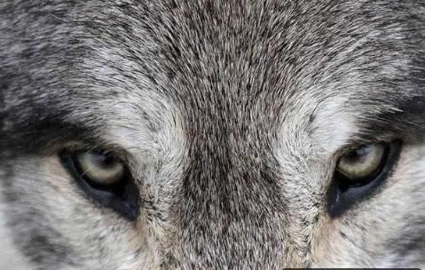 心理学:哪只狼眼睛最凶?秒测你是的智商高不高!