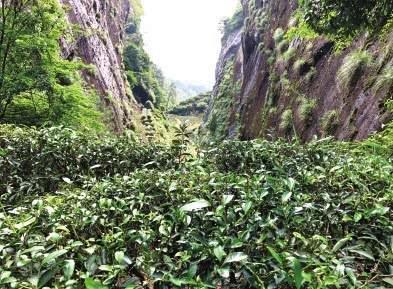 一行人在武夷山市祥岩牛栏坑茶叶科学研究所王国祥的带领下进入牛栏坑