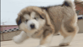 搞笑图片:二哈,你怎么了!不要这种表情好不好!