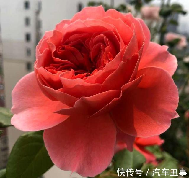 王大妈养的月季花,一个月开2次,一次开花100朵,真羡慕