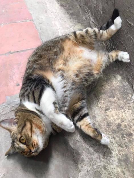 肥猫被主人抱起举高高,猫一脸惊恐:抱稳点,我怕高