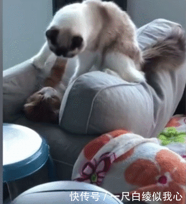 下面发生了什么,单身狗网友愣是没看下去,默默蹲厕所里找根烟抽起来.