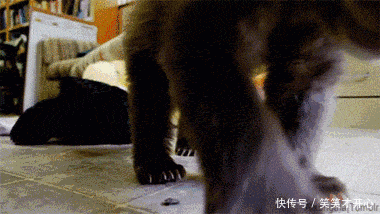 笑话趣图: 母鸡对公鸡说: