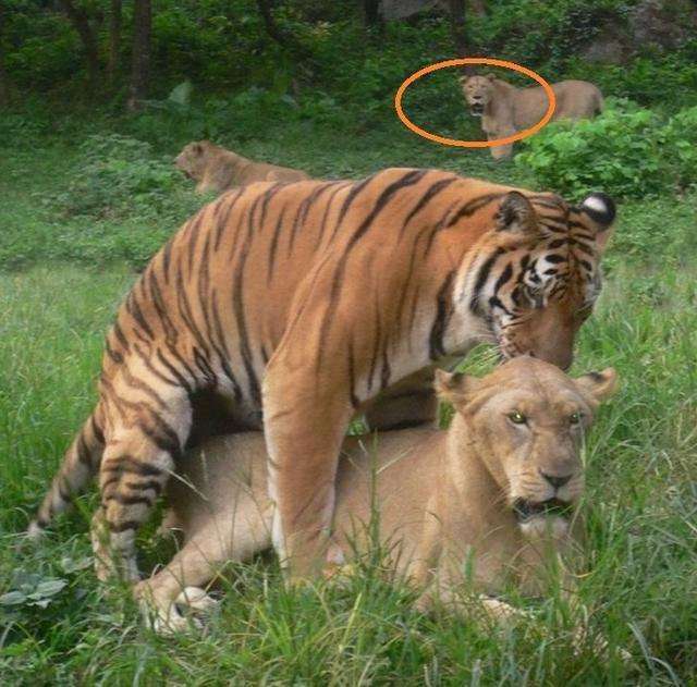 狮子和老虎谁更厉害 关在一起后辣眼睛 注意后面观众的表情