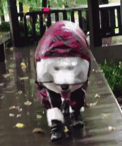 尤其是像柯基那种底盘比较低的犬种,出去一趟回来肚子下面全是泥巴