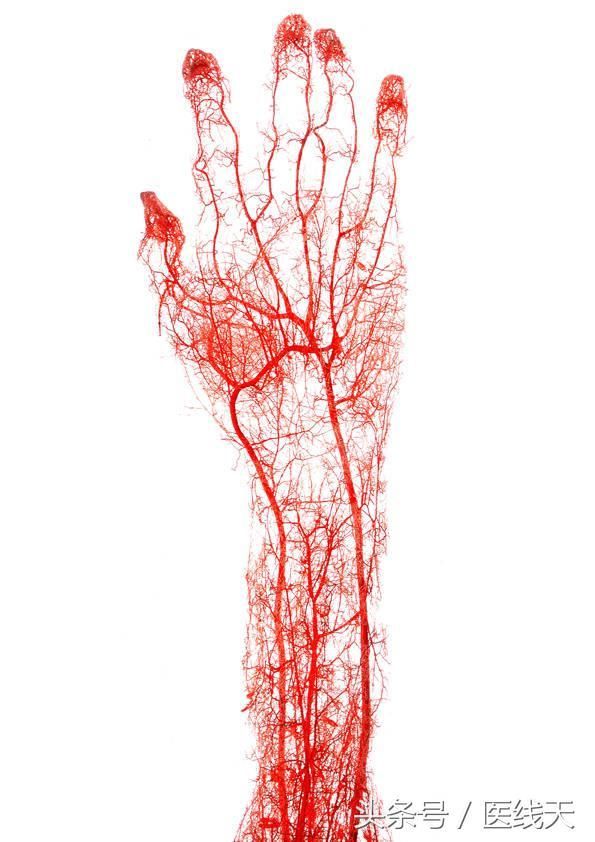 按血管构造功能不同,分为动脉,静脉,毛细血管三种.