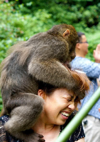 峨眉山猴子经常抓伤游客,却最害怕这种人,游客上山都要带法宝