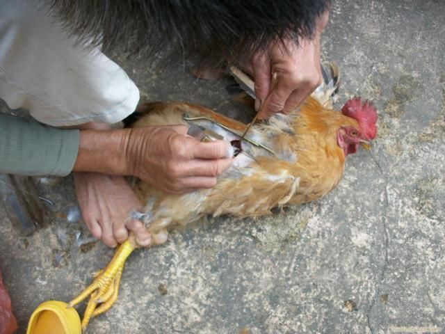 大公鸡啄人抢食,阉鸡匠5快钱一只解决,阉鸡的场面有人