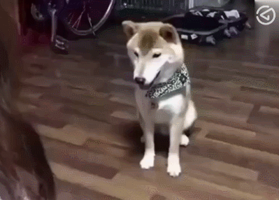 柴犬和主人玩猜拳,连赢三次的狗狗成功被主人套路,狗生很绝望
