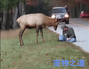 摄影师拍照惹恼麋鹿,追着摄影师狂顶,麋鹿:别忘了给我