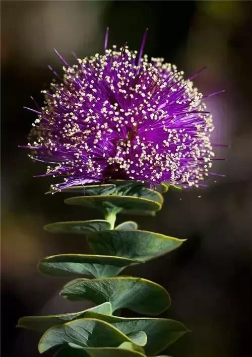 世界上竟有这些长相奇特的花草?