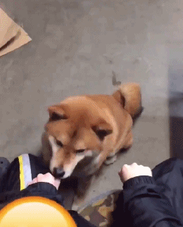 搞笑gif图:网络喷子的日常,可以说非常生动了!