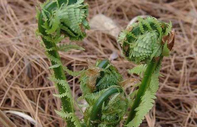 现代研究表明:猴腿菜每100克嫩茎叶含蛋白质2.2克,0.19克脂肪,4.