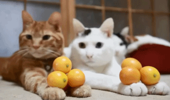 搞笑gif:猫咪没事,玩个毛线啊!