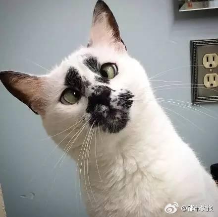 网友晒丑猫惊为天人:猫的颜值能低到什么程度?