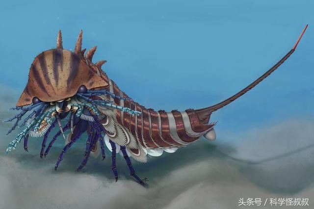 5亿8千万年前的螃蟹!科学家认为它是蜘蛛,蝎子等节肢动物的祖宗