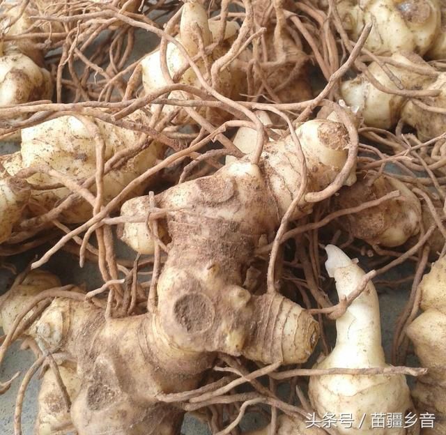 黄精的药用价值如下