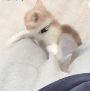 奶猫顺着主人的腿往上爬,那一脸认真的小表情太可爱了