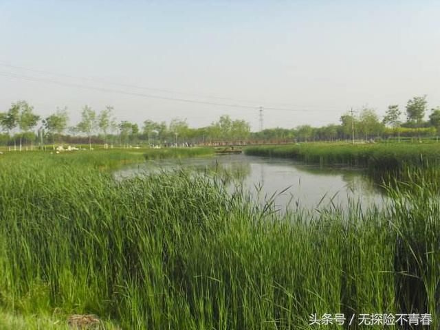农村野外刚挖的大水塘过一段时间里面就有鱼了,这些鱼
