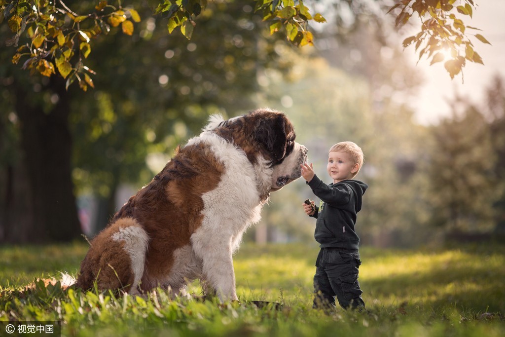 人类和动物间的亲密友谊 大狗和小孩满满都是爱