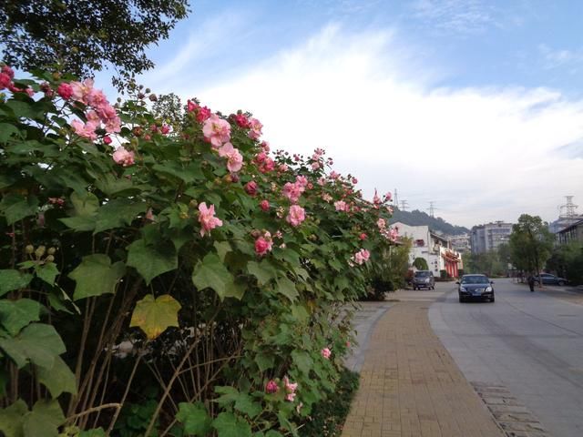 常州市一月季 福州市--茉莉 厦门市一三角梅 无锡市一梅花,杜鹃花