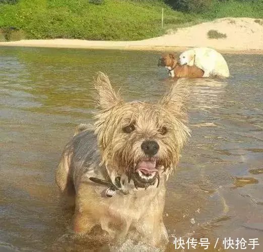 内涵段子:这样上厕所是不是得脱光?单身狗真的好狼狈呀!