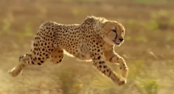 5米,体重150公斤,足趾指甲7厘米,双腿强劲有力,甚至能伤害狮子豹子.