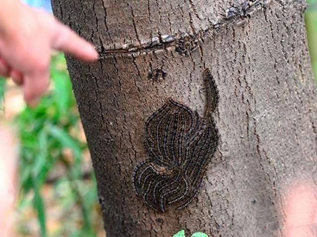 在农村很容易在靠树的时候被贴树皮刺到,或者遇到贴树皮掉落在皮肤上