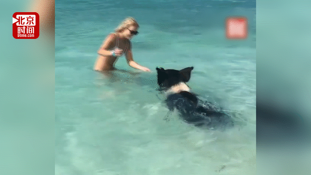 外国人真会玩!加勒比海猪岛美女和猪一起游泳