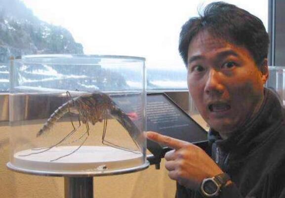 世界最大蚊子,华丽巨蚊长达35cm不吸血