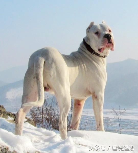 4.廷杜高犬