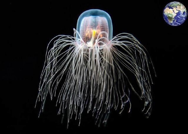 地球上三种"不死生物", 最后一种放在外太空还能活十天