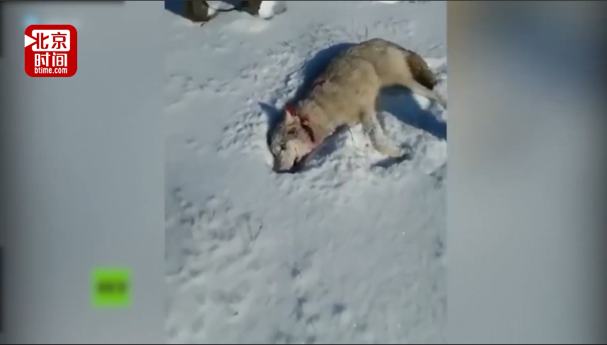 嚣张的太早了!猎人杀狼后拍照庆祝 而狼并没有死