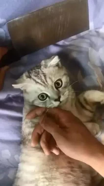 做梦梦到猫追着咬我,梦境背后的心理暗示与化解之道 做梦梦到猫追着咬我,梦境背后的心理暗示与化解之道