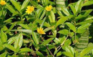 农村的这几种抗癌野菜治补中益气止虚劳咳嗽,它们是珍贵的中草药