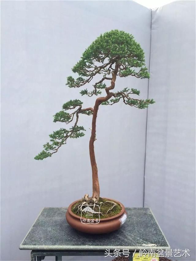 顶上功夫丨最常见的八种盆景结顶方式