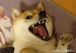傻傻的坏笑·