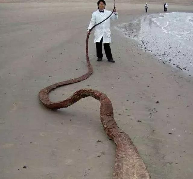 经过专家的检查,发现这是一只巨型的海蛇!