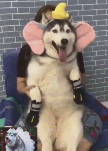 二哈:无奈有什么用,谁让自己摊上了一个二货主人