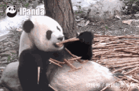 搞笑gif:大哥,能不能赢就看你的表情了!