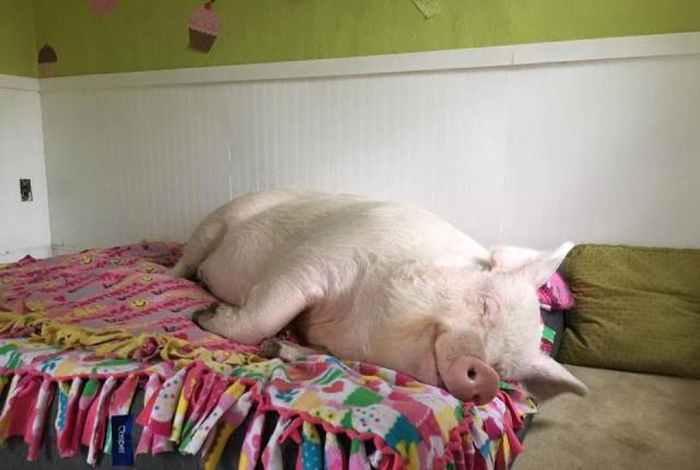 小猪睡觉的地方早已不是脏兮兮的猪圈,人家有小清新房间,有床.