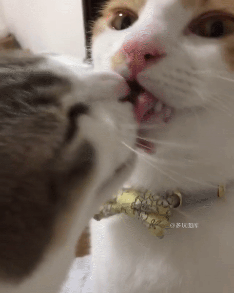 全球搞笑gif:妹子过完今天就成我老婆了,抢先体验应该