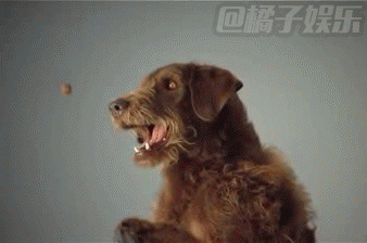 原来狗狗是这样喝水的!