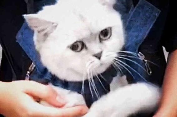 用猫袋子带猫上街,突然猫头没了!拿手一戳笑喷了!