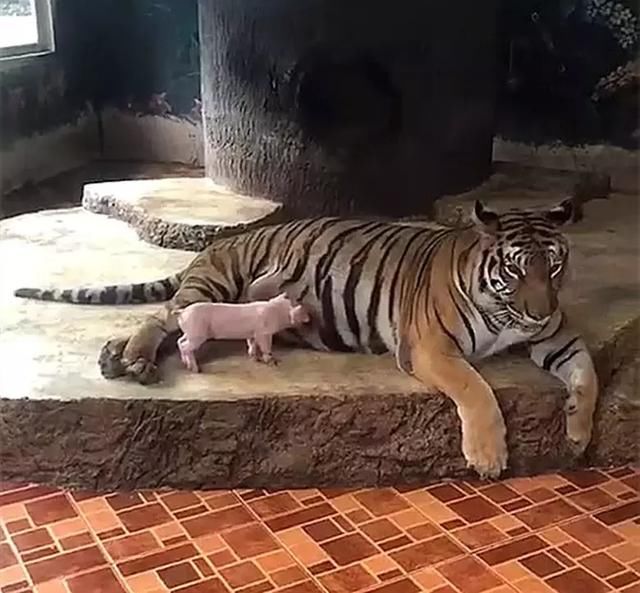 初生小猪不怕虎,小猪宝宝跑到老虎身边找奶吃,被一脚蹬开