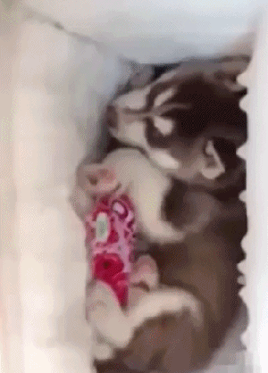 搞笑gif:撩妹神技,大家都学着点儿!