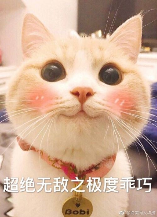 你是吃可爱多长大的吗 bobi小萌猫表情包gif图片